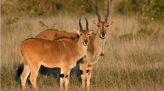 Murchison Falls Safari