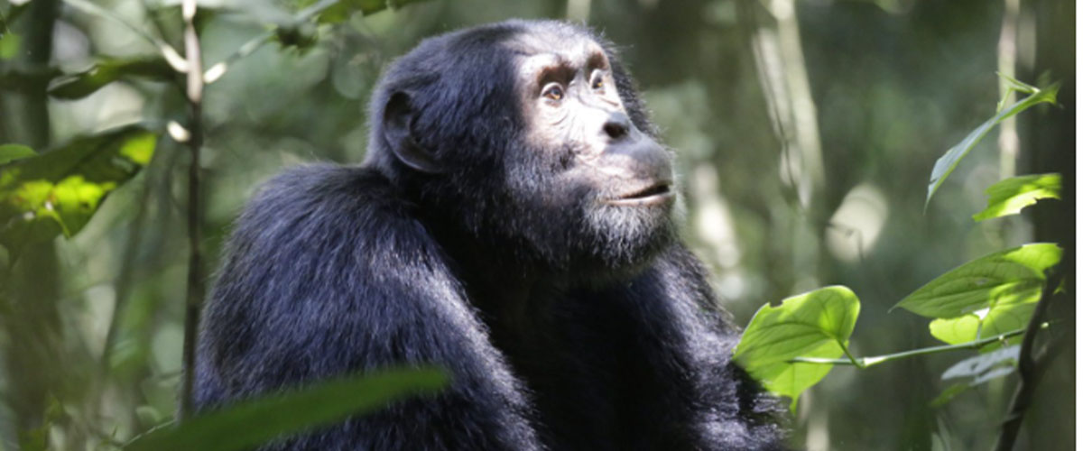 Gorilla Trekking Safari