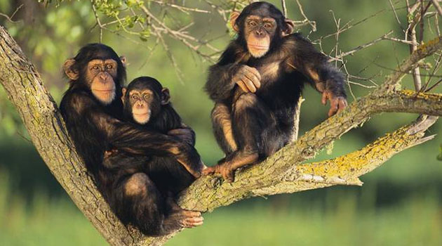 Queen Elizabeth Safari